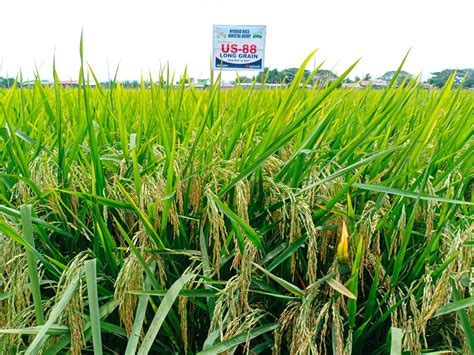 SeedWorks PH’s US 88 continues to prove its .